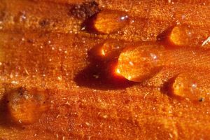 Wanneer professionele hulp bij een lekkage nodig is